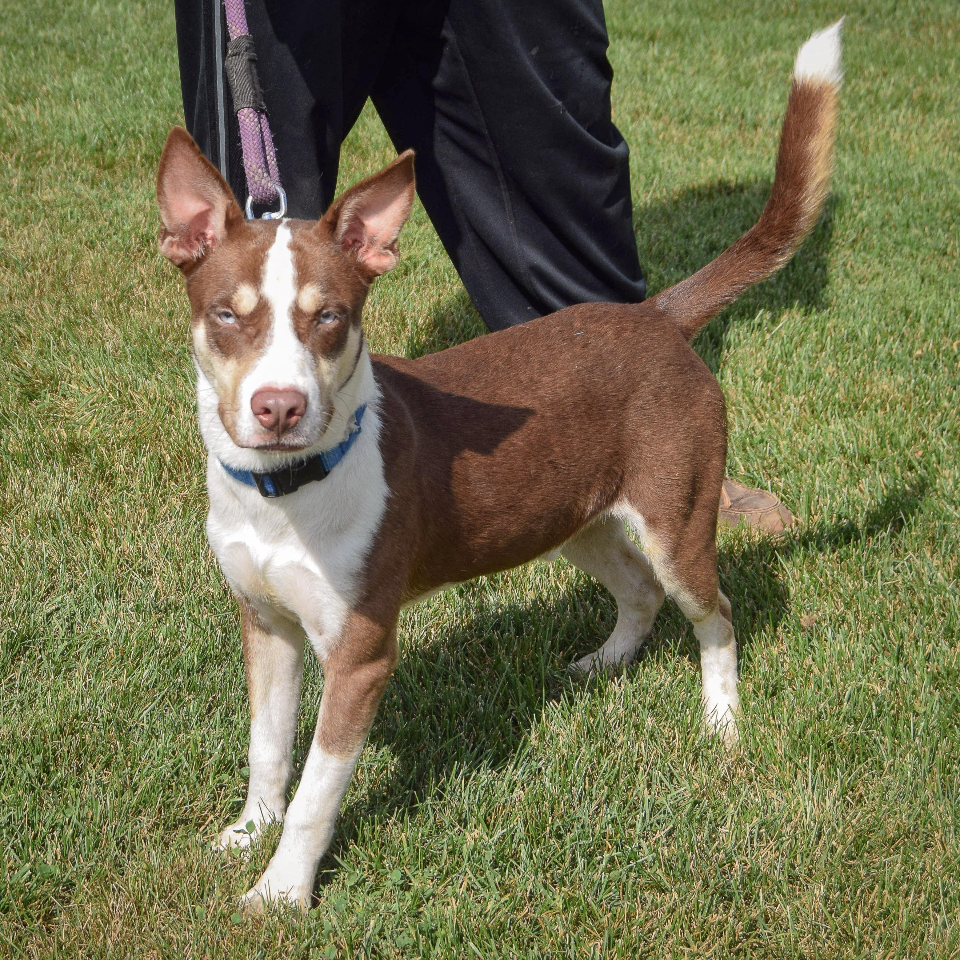 Enlarge Maverick, a Adoptable mixed breed in Huntley, IL image 4/5
