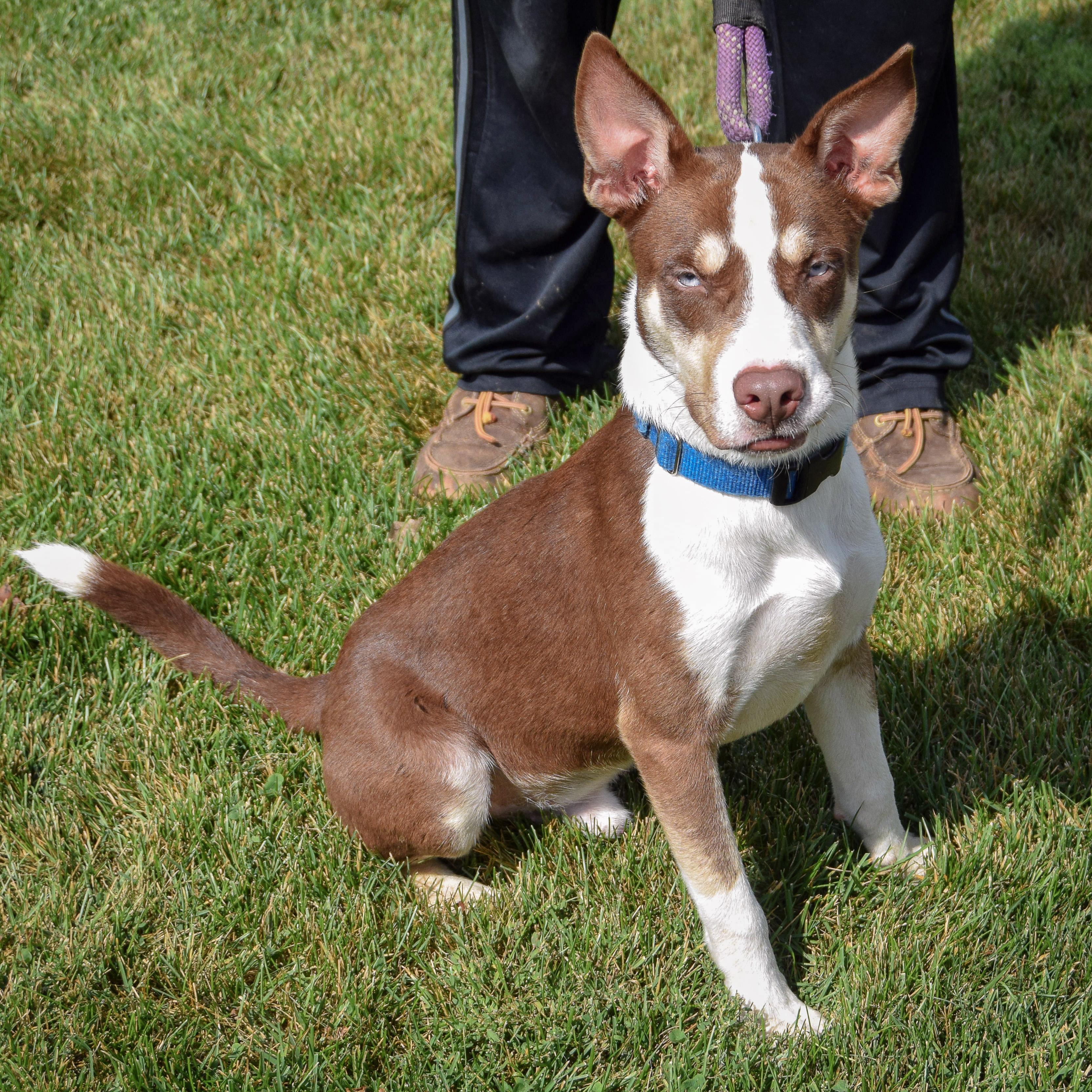 Enlarge Maverick, a Adoptable mixed breed in Huntley, IL image 2/5