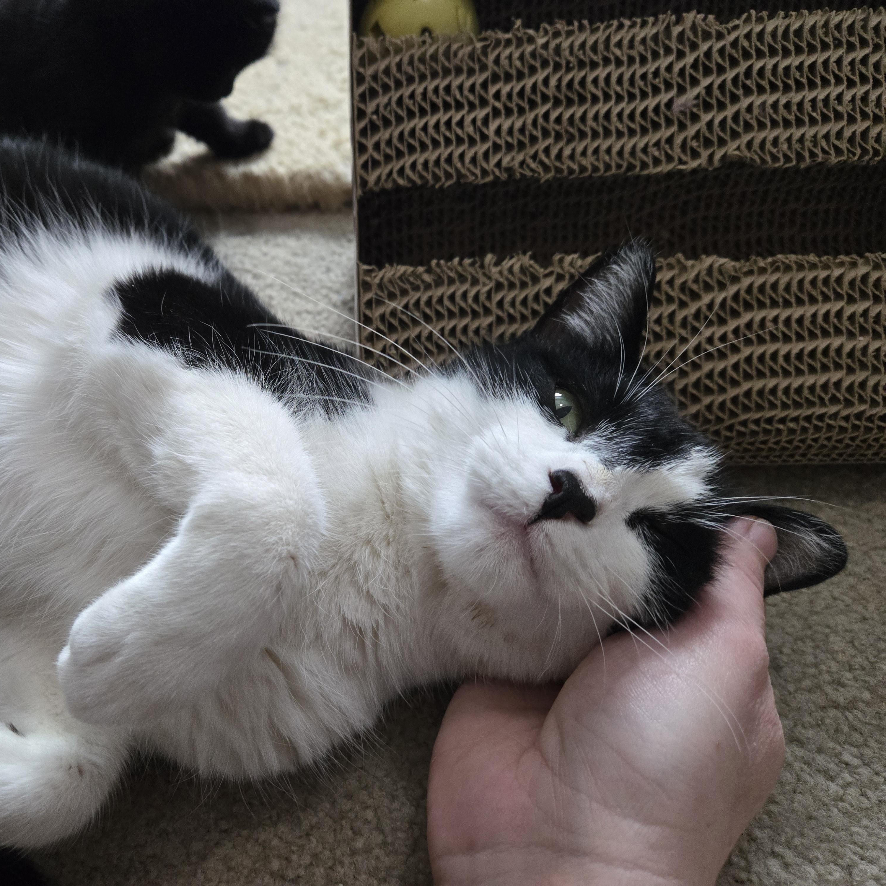 Enlarge Yuki, a ADOPTABLE Domestic Short Hair in Milwaukee, WI image 1/6