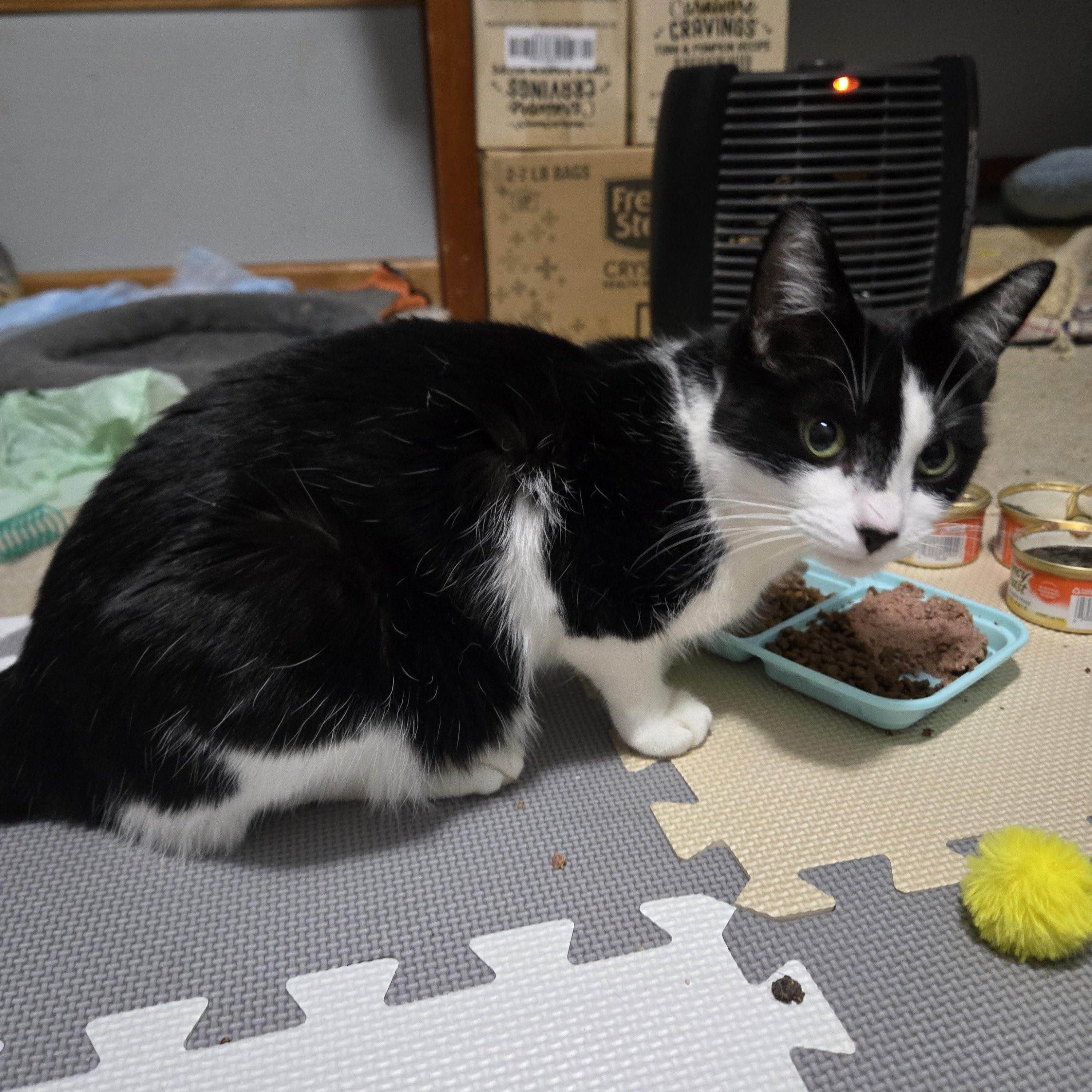 Enlarge Yuki, a ADOPTABLE Domestic Short Hair in Milwaukee, WI image 3/6