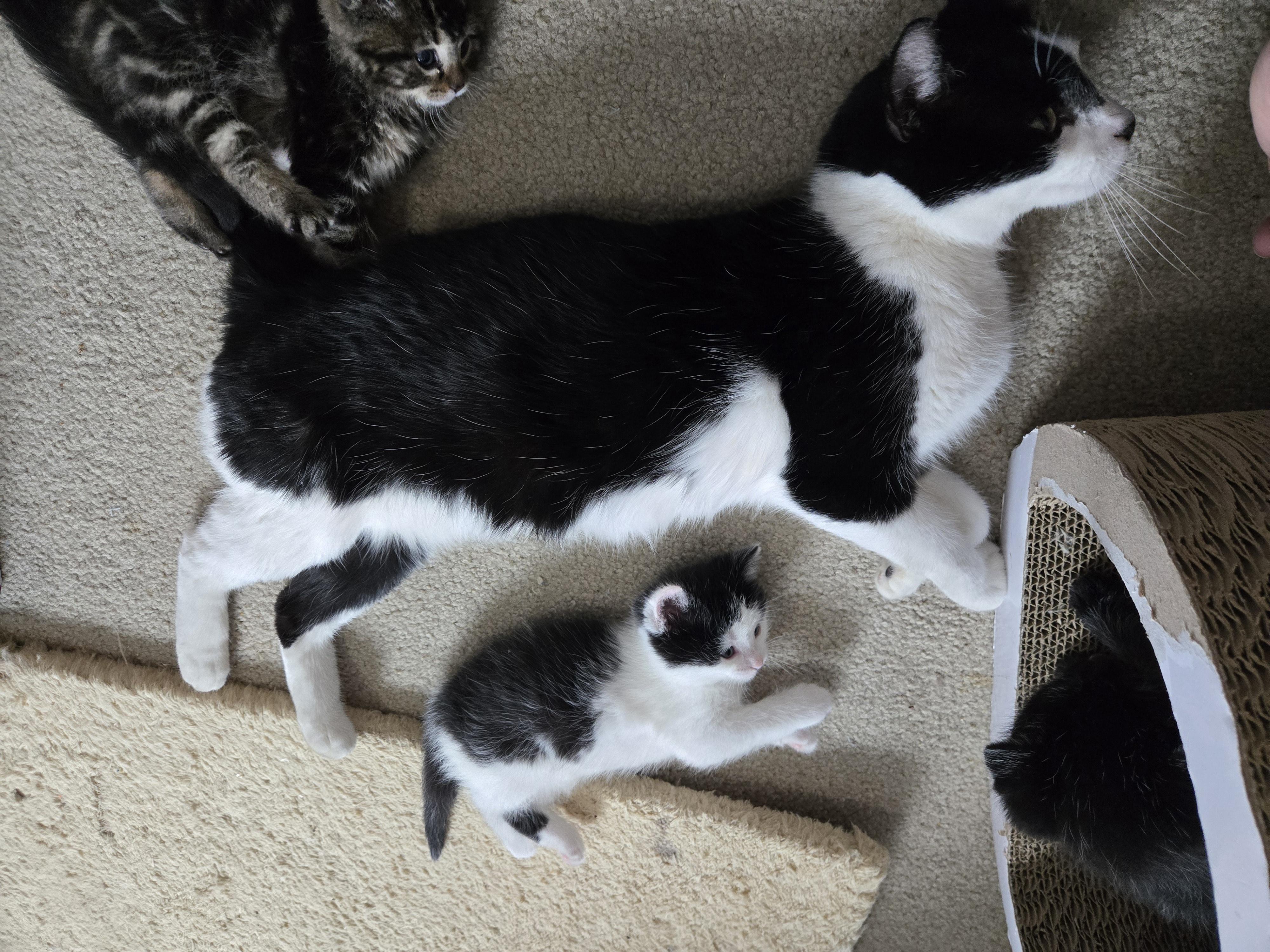 Enlarge Yuki, a ADOPTABLE Domestic Short Hair in Milwaukee, WI image 2/6