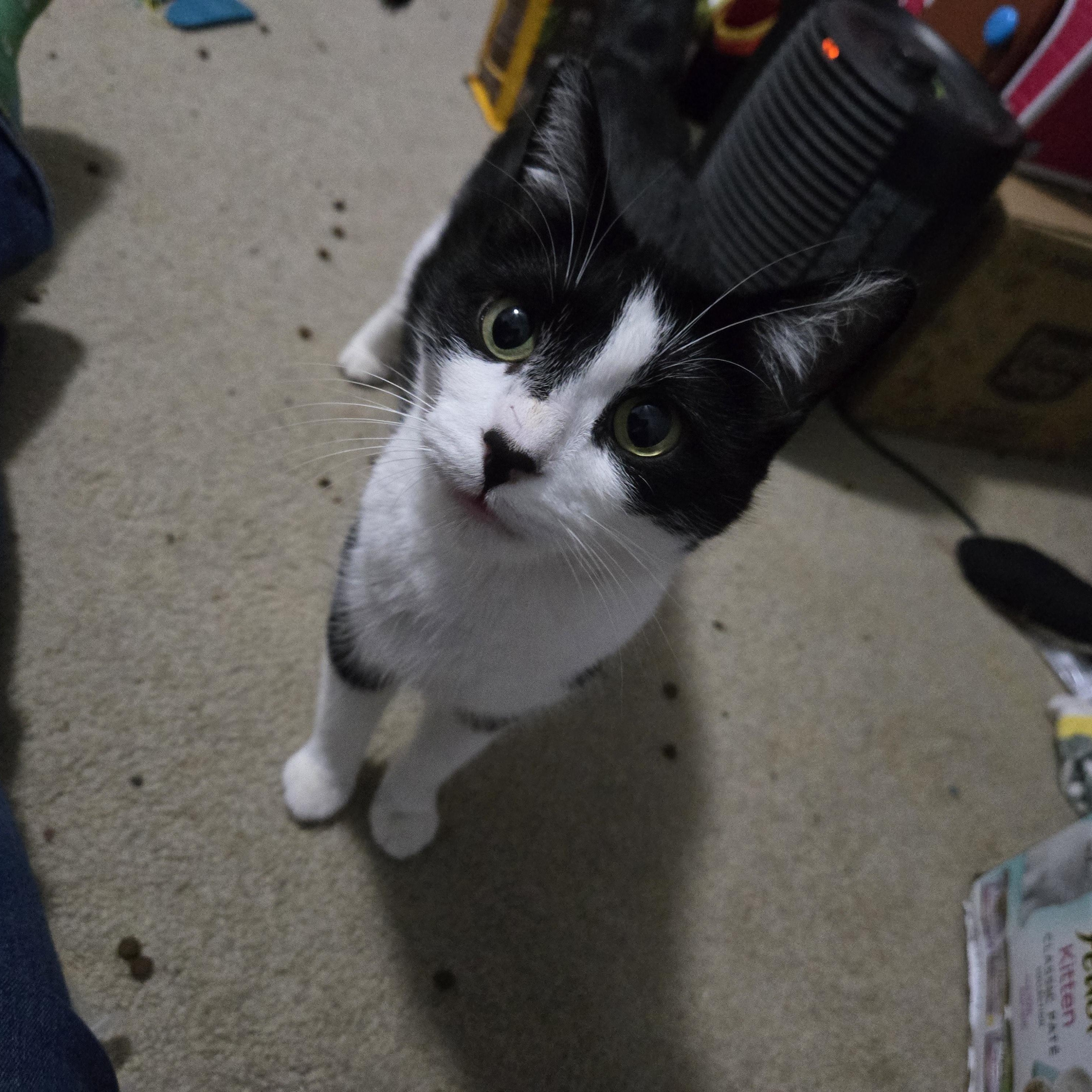 Enlarge Yuki, a ADOPTABLE Domestic Short Hair in Milwaukee, WI image 5/6