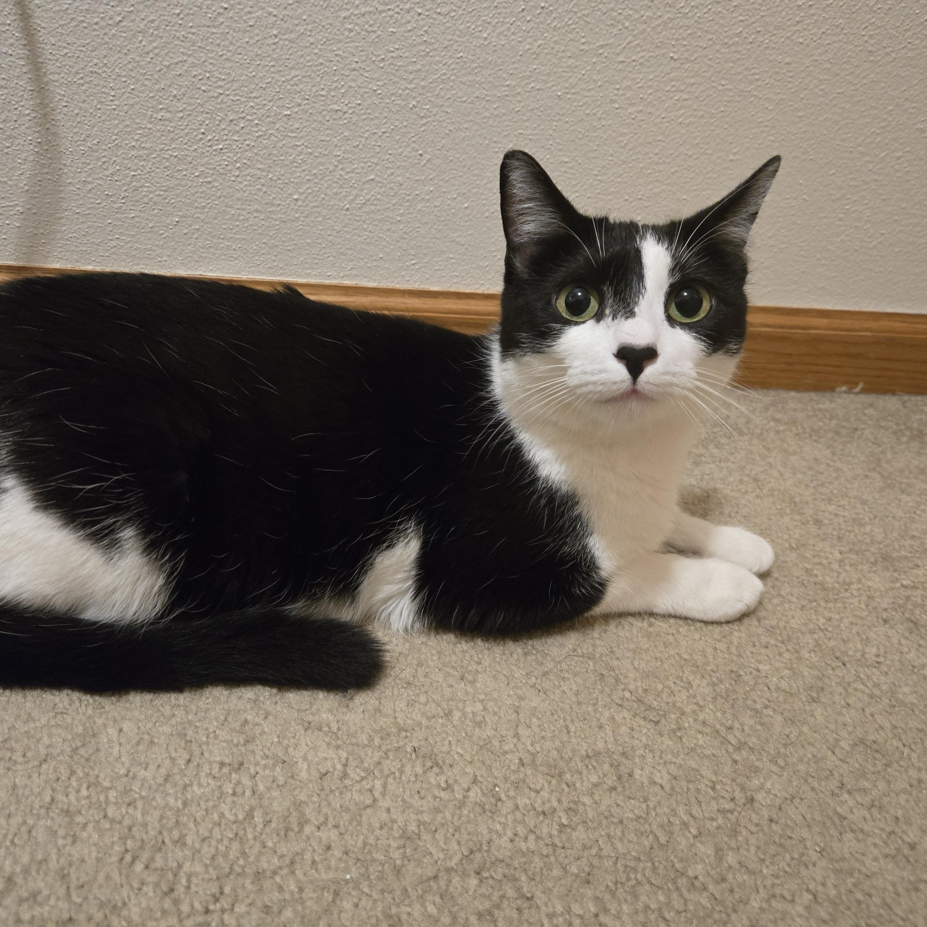 Enlarge Yuki, a ADOPTABLE Domestic Short Hair in Milwaukee, WI image 4/6