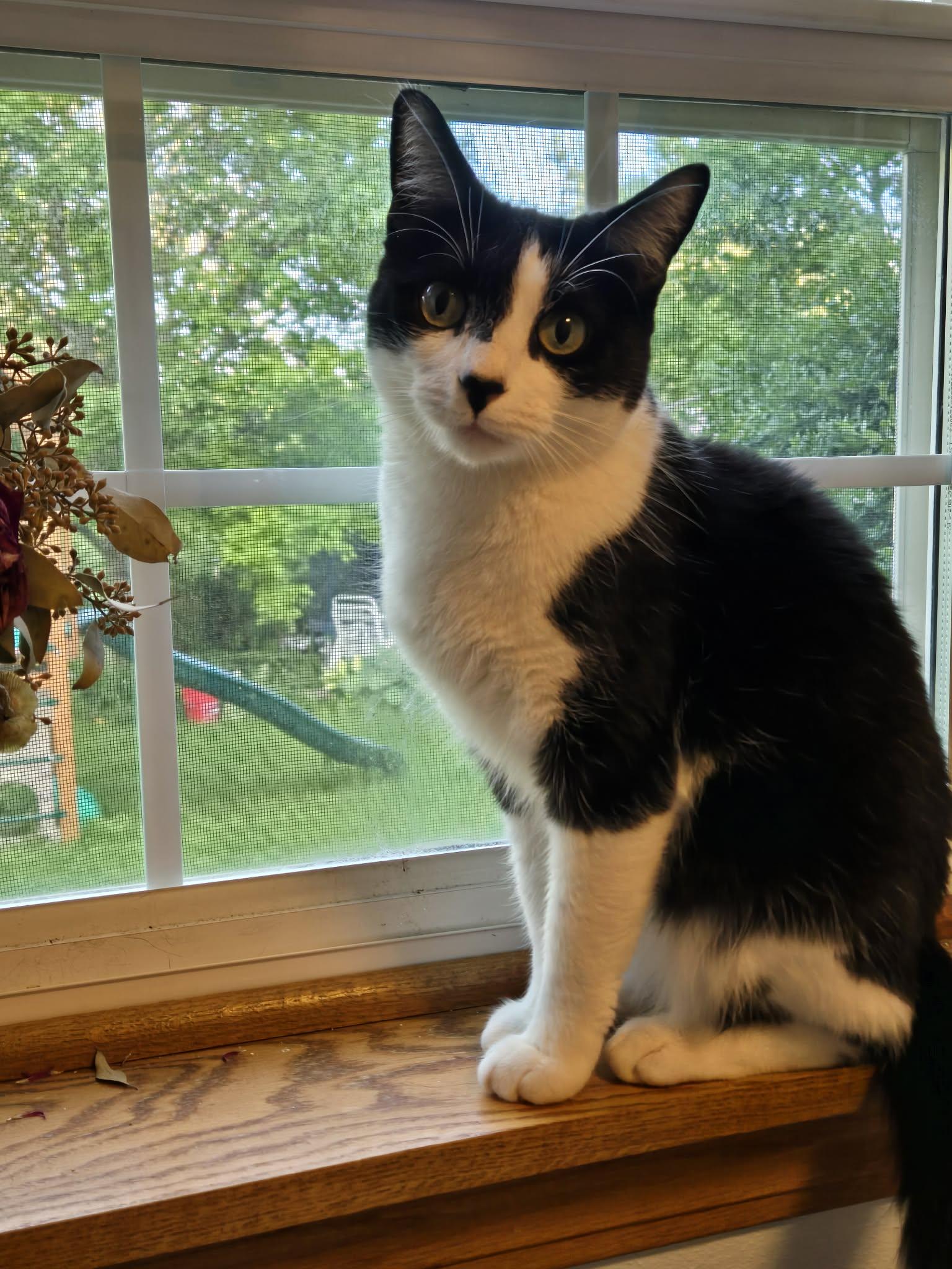 Enlarge Yuki, an adopted Domestic Short Hair in Milwaukee, WI image 6/6