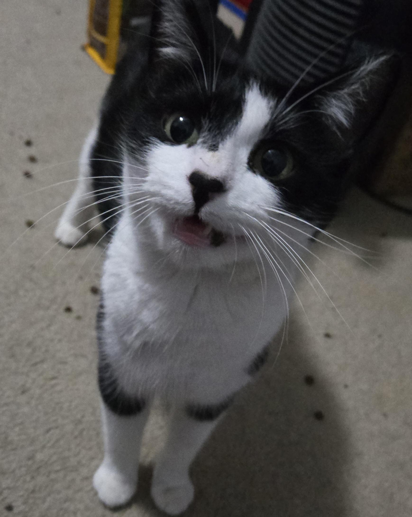 Enlarge Yuki, a ADOPTABLE Domestic Short Hair in Milwaukee, WI image 6/6