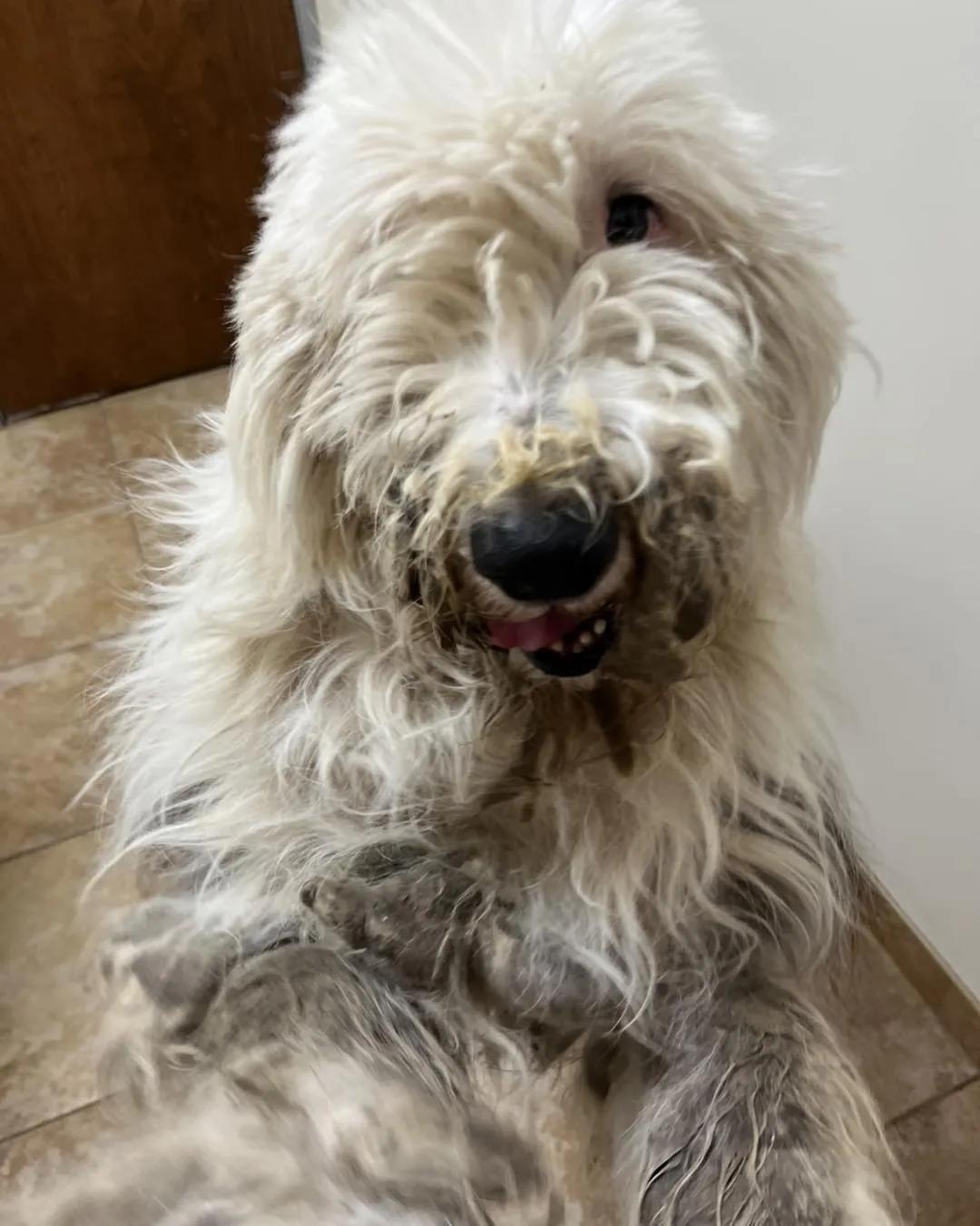 Matt, Adopted, Young Male Old English Sheepdog.