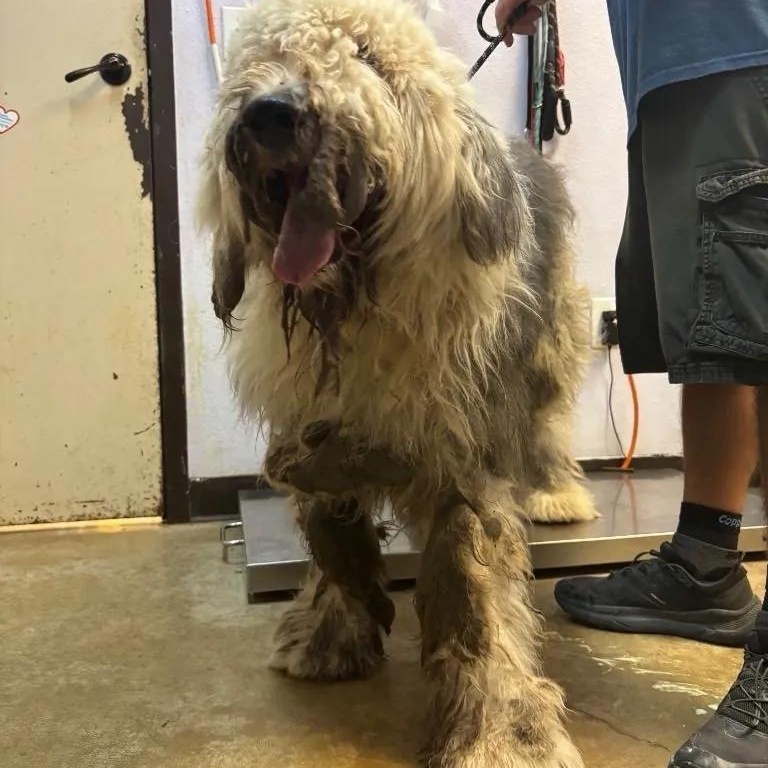 Enlarge Matt, a Adopted Old English Sheepdog in Yukon, OK image 2/2