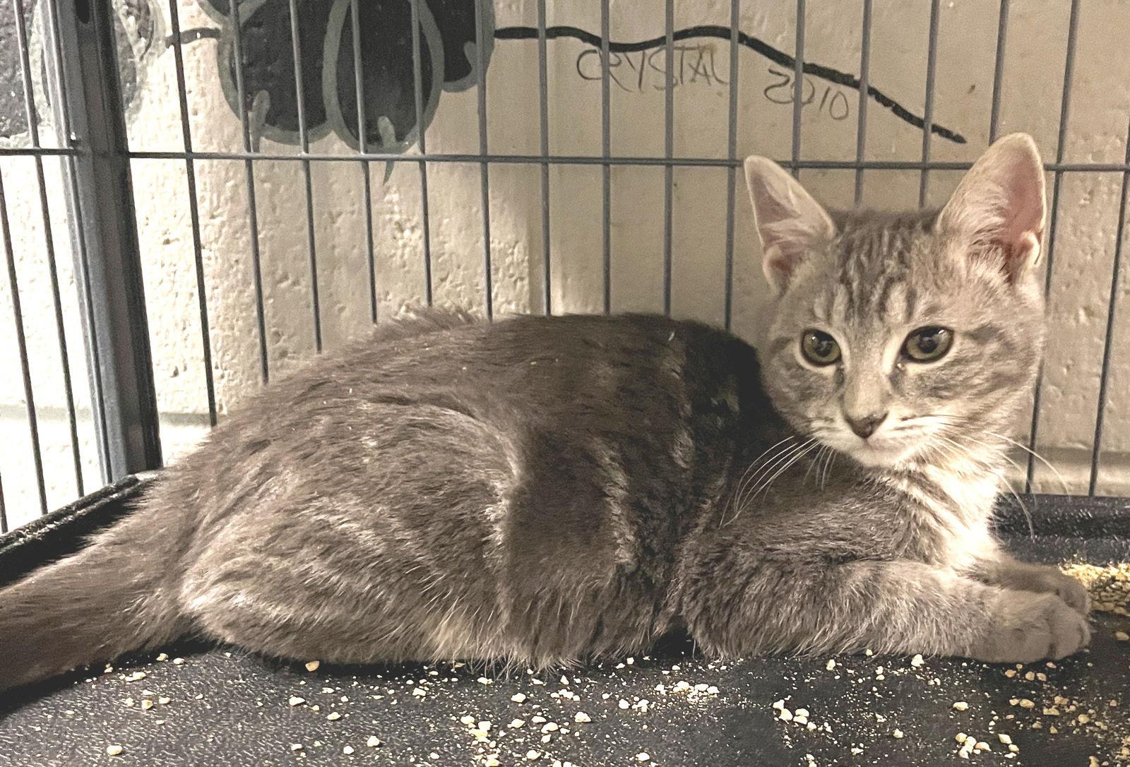 Grover, a Adopted Tabby in Carrollton, GA image 1/3