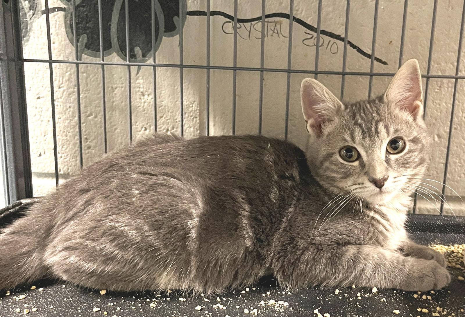 Grover, a Adopted Tabby in Carrollton, GA image 2/3