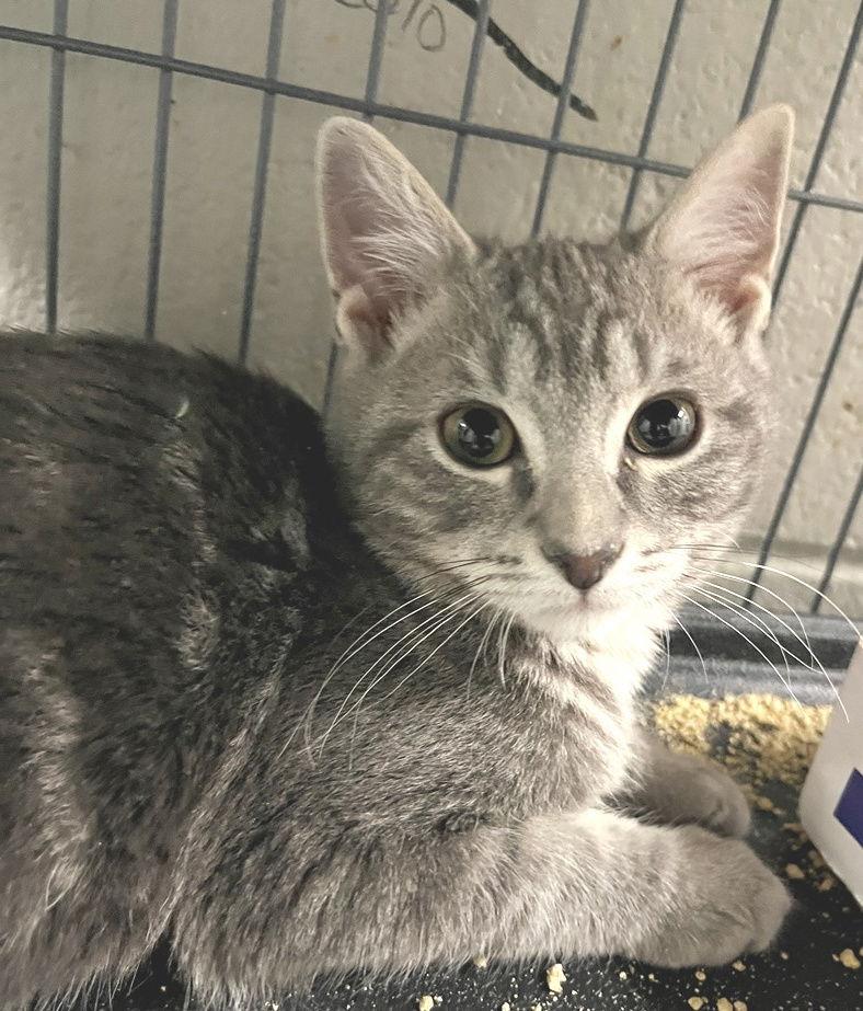 Grover, a Adopted Tabby in Carrollton, GA image 3/3