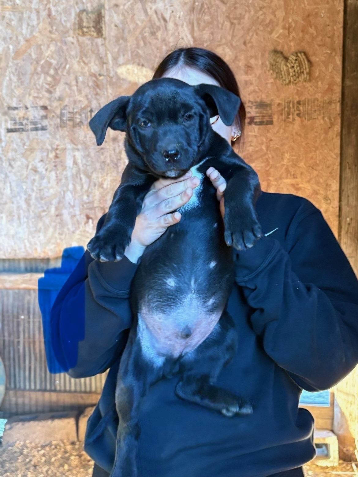 Mt. Dew — thumbnail 2