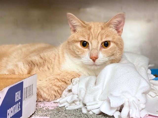 JOHNNY BRAVO, Adoptable, Young Male Domestic Short Hair.
