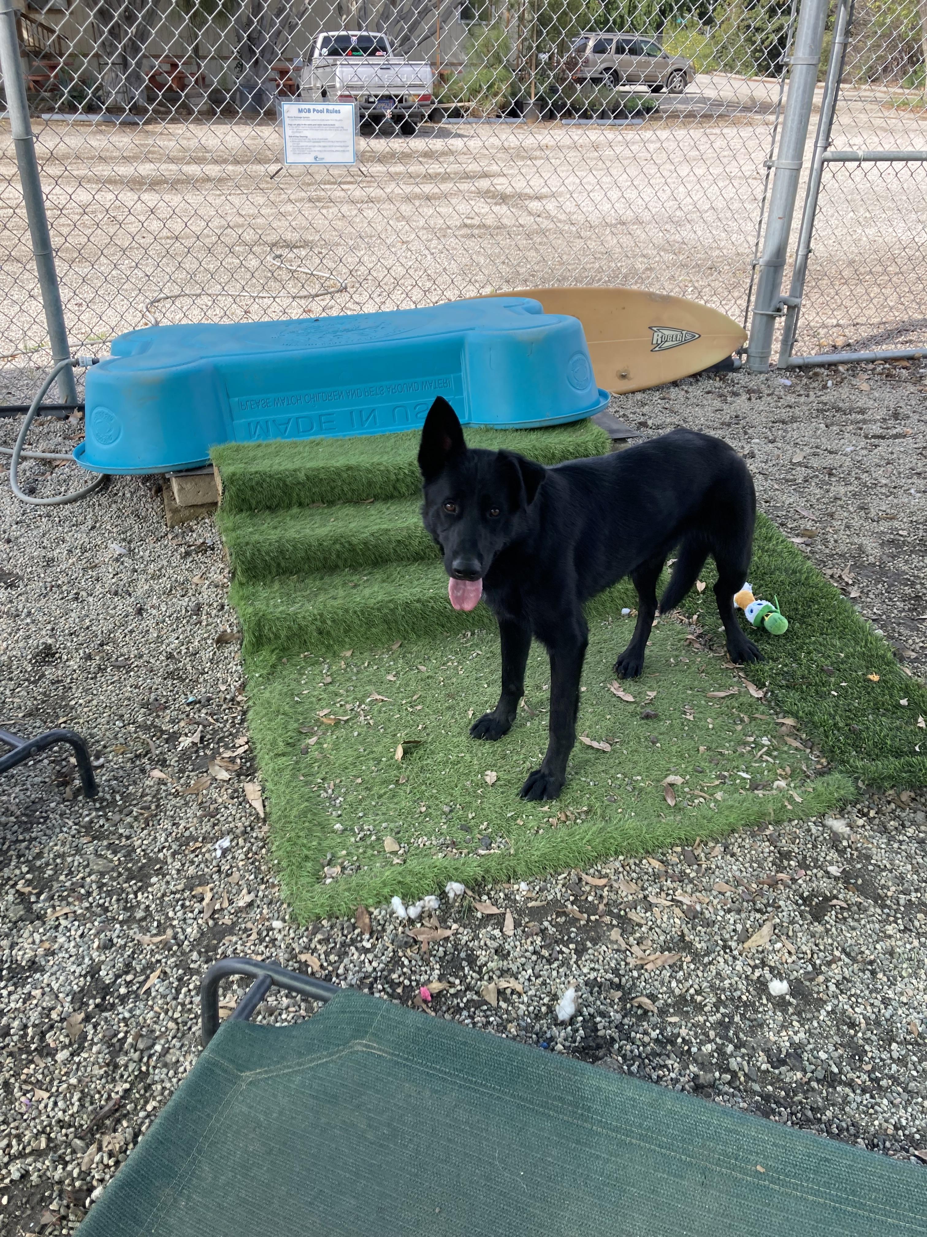 Carlo, Adoptable, Young Male German Shepherd Dog.
