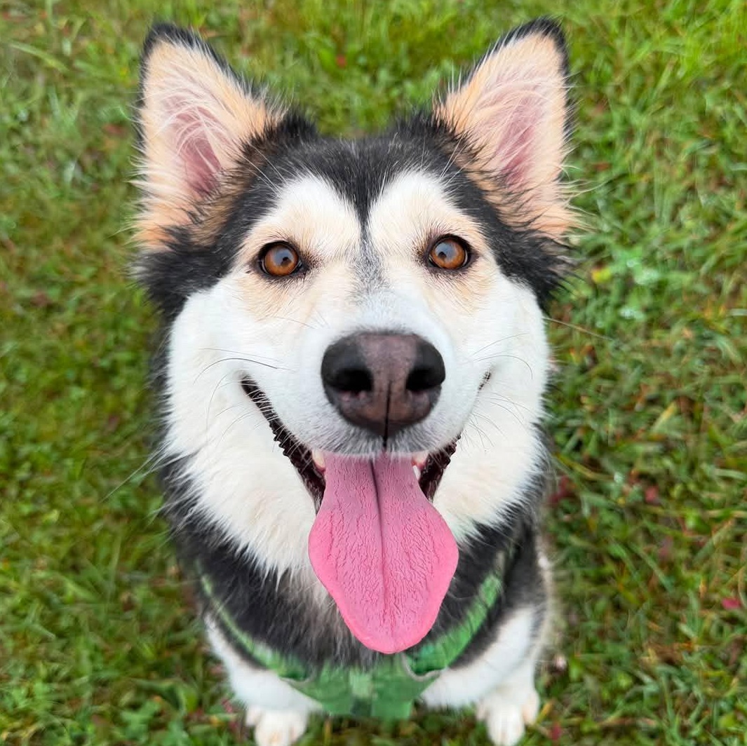 Enlarge Misty, a Adoptable mixed breed in Aurora, ON image 2/6