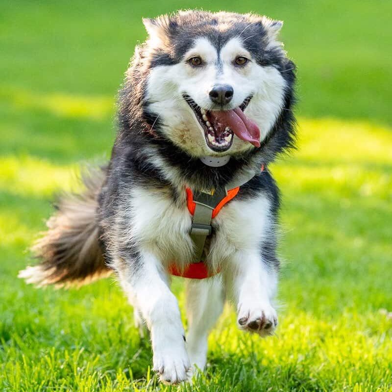 Misty, Adoptable, Young Female Husky.