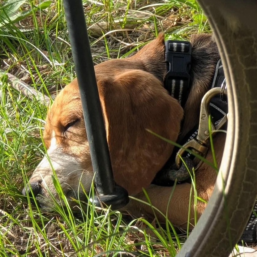 Gus the Beagle, a ADOPTABLE Beagle in Portland, OR image 4/6