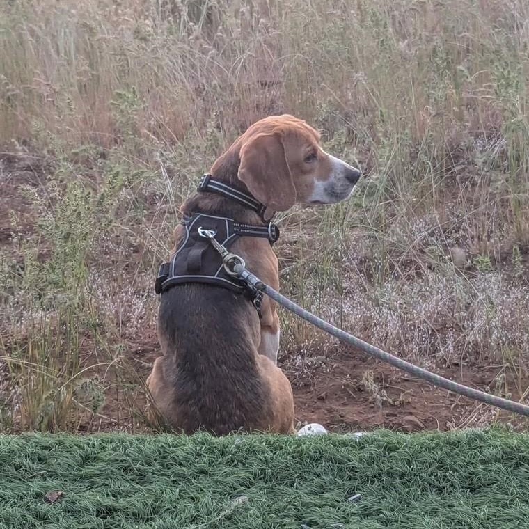 Gus the Beagle, a ADOPTABLE Beagle in Portland, OR image 5/6