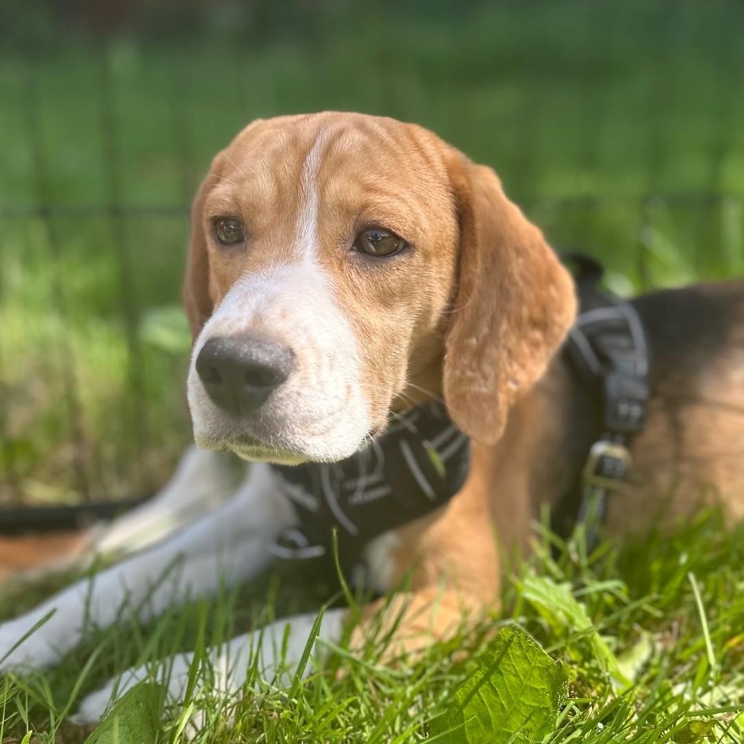 Gus the Beagle, a ADOPTABLE Beagle in Portland, OR image 2/6