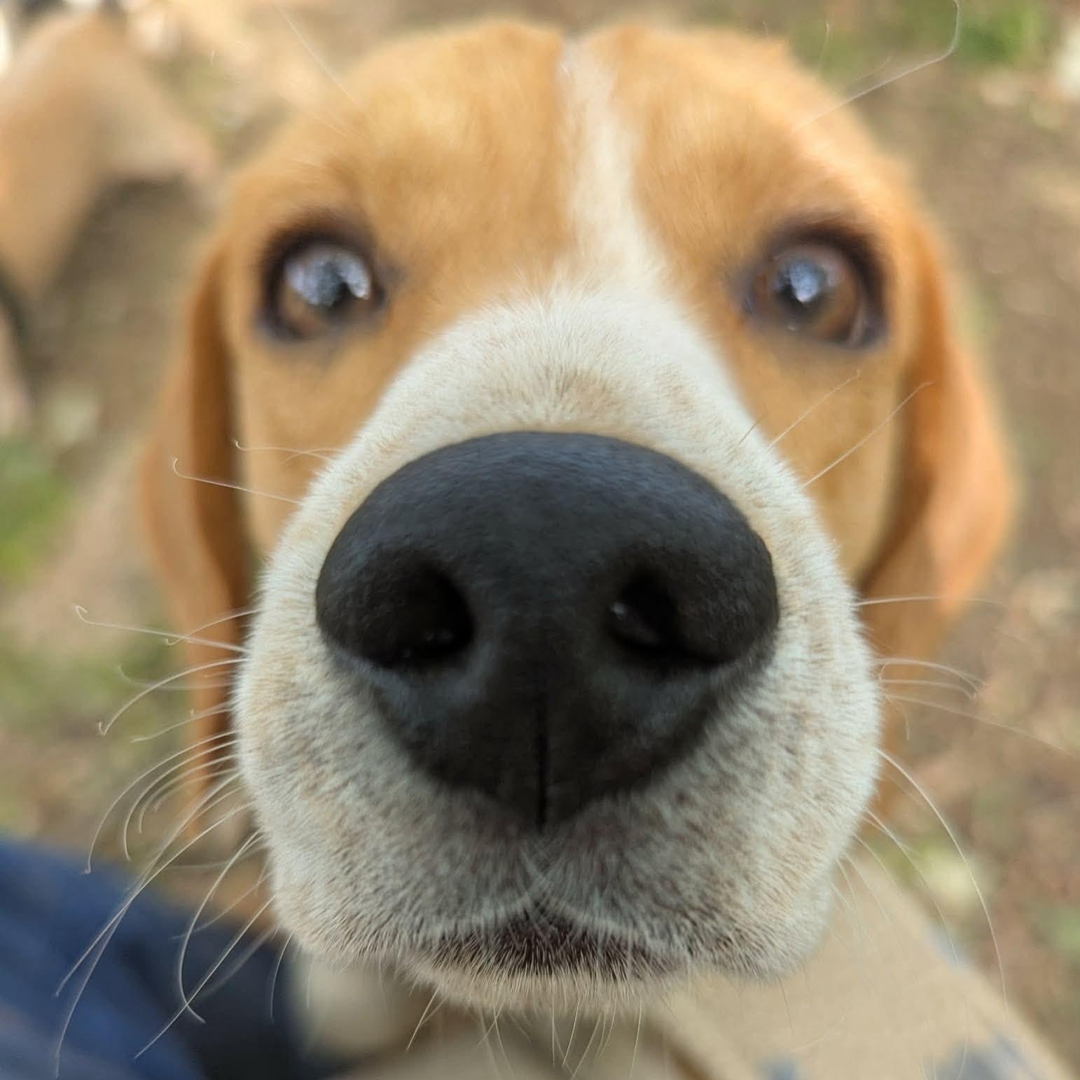 Gus the Beagle, a ADOPTABLE Beagle in Portland, OR image 3/6