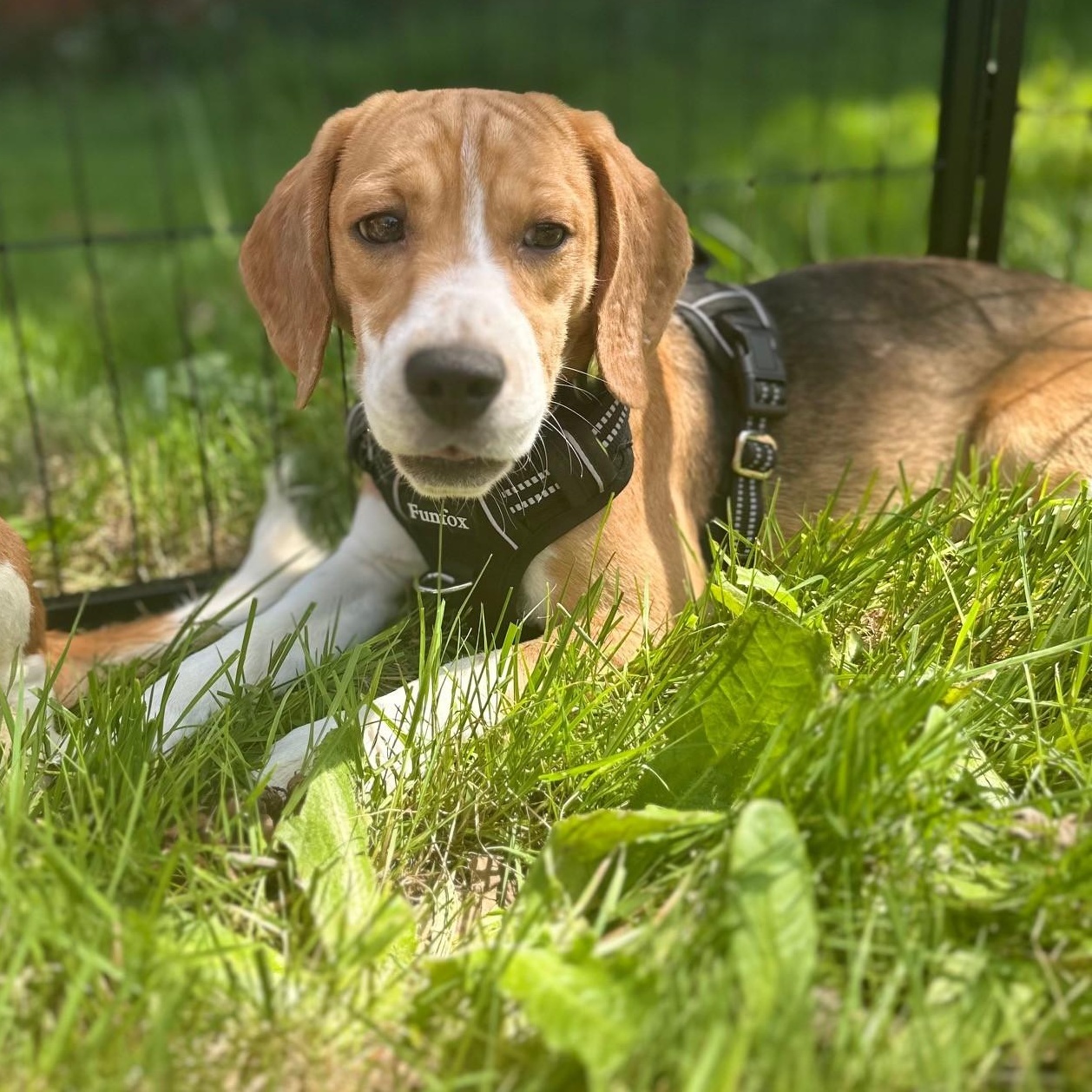 Enlarge Gus (COMING SOON), a ADOPTABLE Beagle in Portland, OR image 2/2