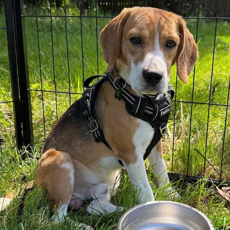 Enlarge Gus (COMING SOON), a ADOPTABLE Beagle in Portland, OR image 1/2