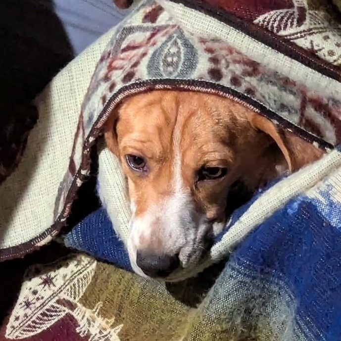 Gus the Beagle, a ADOPTABLE Beagle in Portland, OR image 6/6