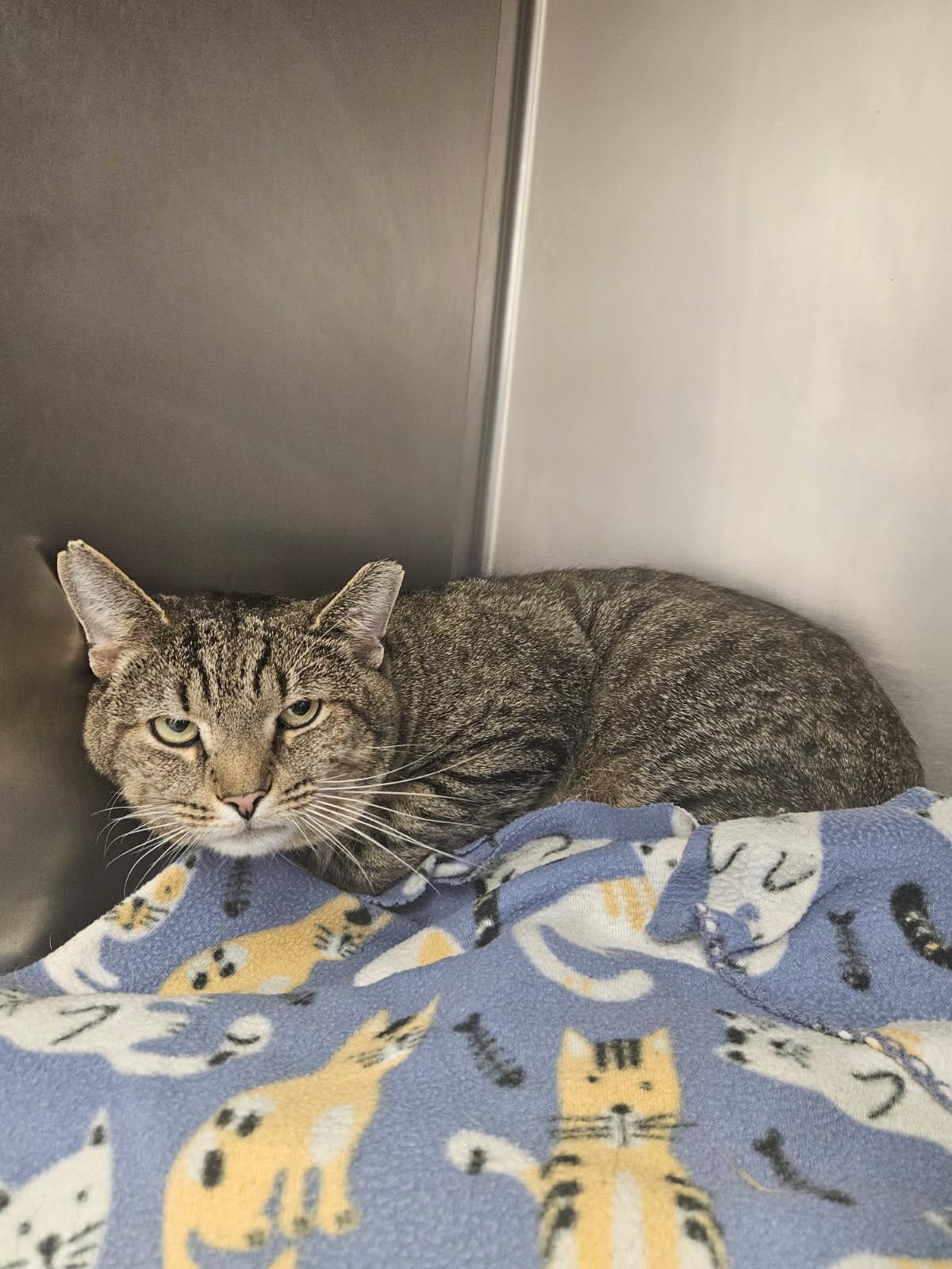 Max, ADOPTABLE, Adult Male Domestic Short Hair.