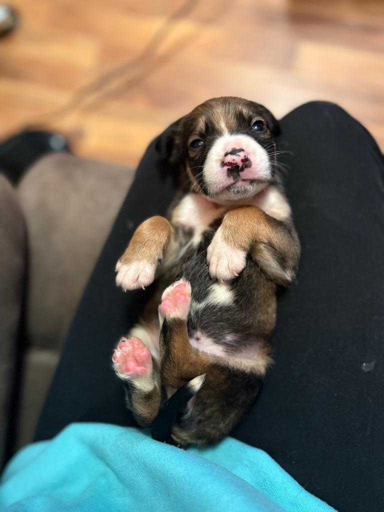 Strawberry Shortcake, Adoptable, Puppy Female English Setter & Mixed Breed.