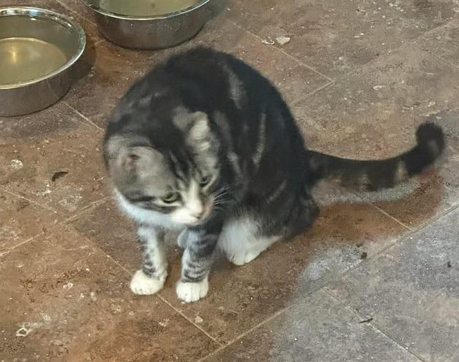 Enlarge Frosty, a ADOPTABLE American Shorthair in Winnipeg, MB image 2/2