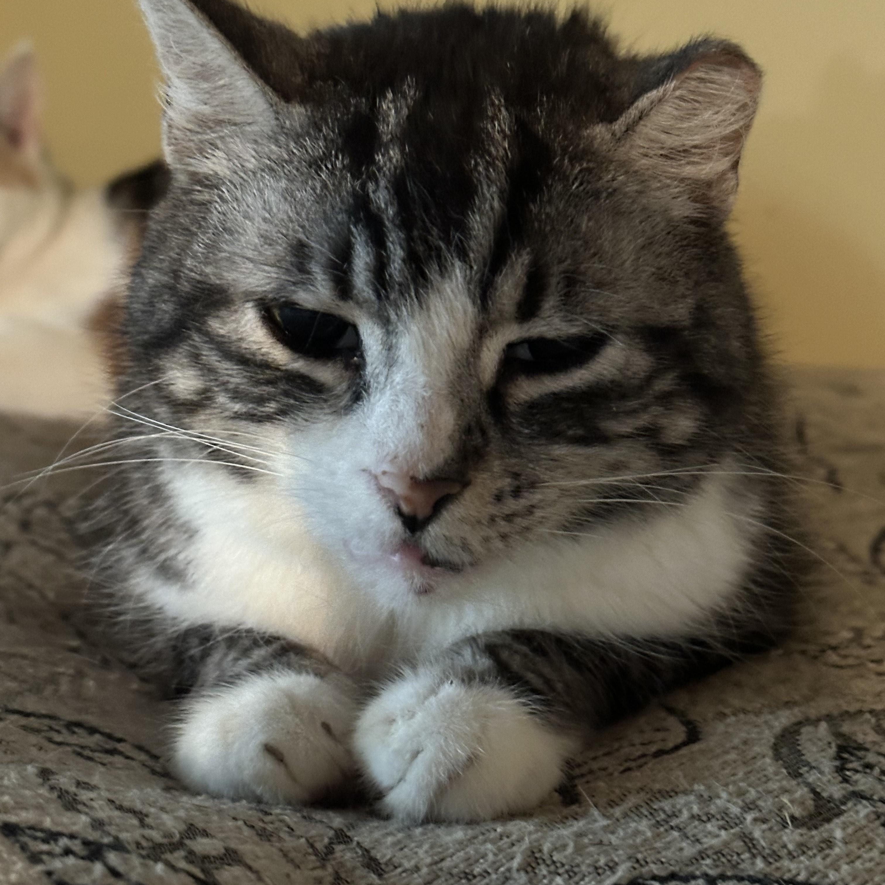 Frosty, ADOPTABLE, Senior Male American Shorthair.
