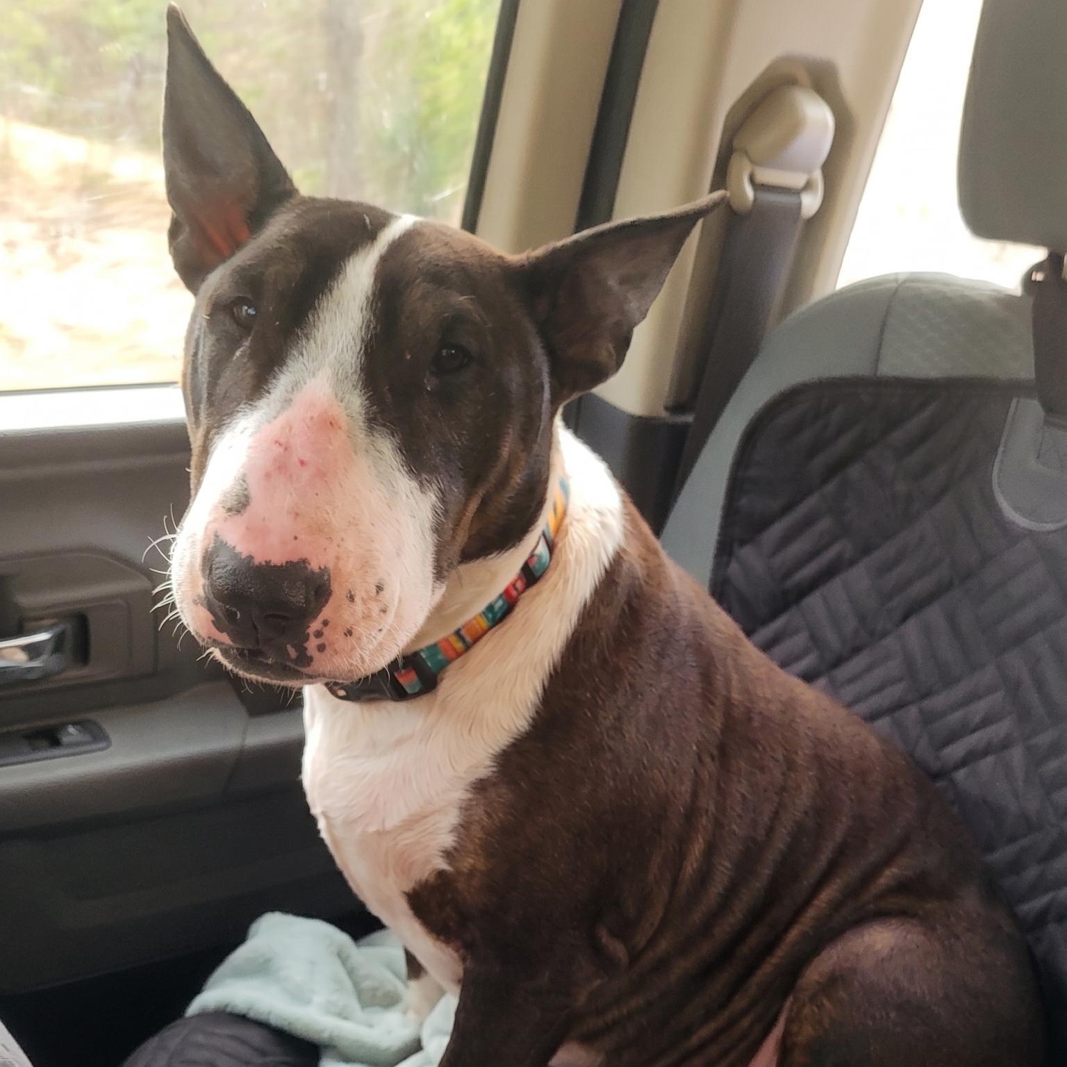 Enlarge Nova, a ADOPTABLE Bull Terrier in Glenwood, AR image 2/5