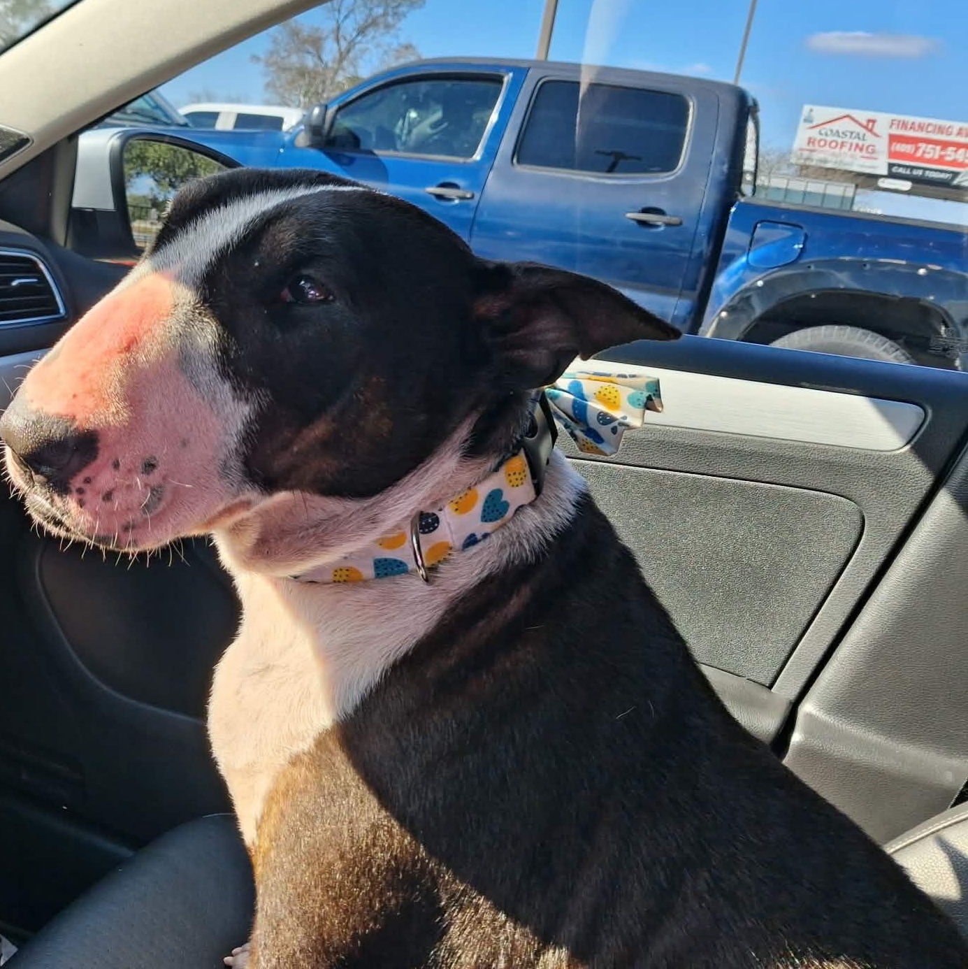 Enlarge Nova, a ADOPTABLE Bull Terrier in Glenwood, AR image 3/5