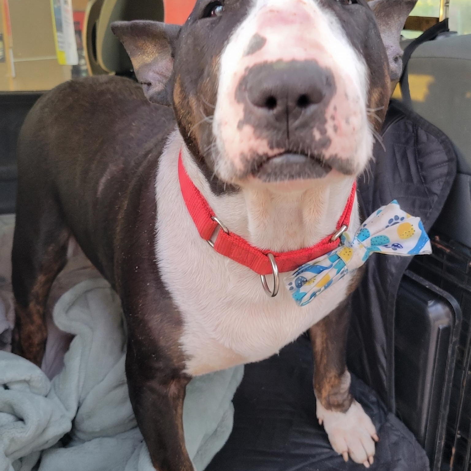 Enlarge Nova, a ADOPTABLE Bull Terrier in Glenwood, AR image 5/5