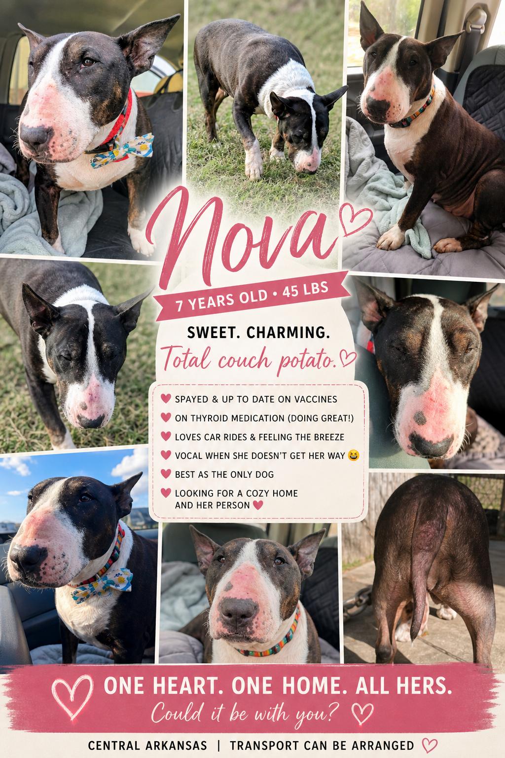 Nova, ADOPTABLE, Adult Female Bull Terrier.