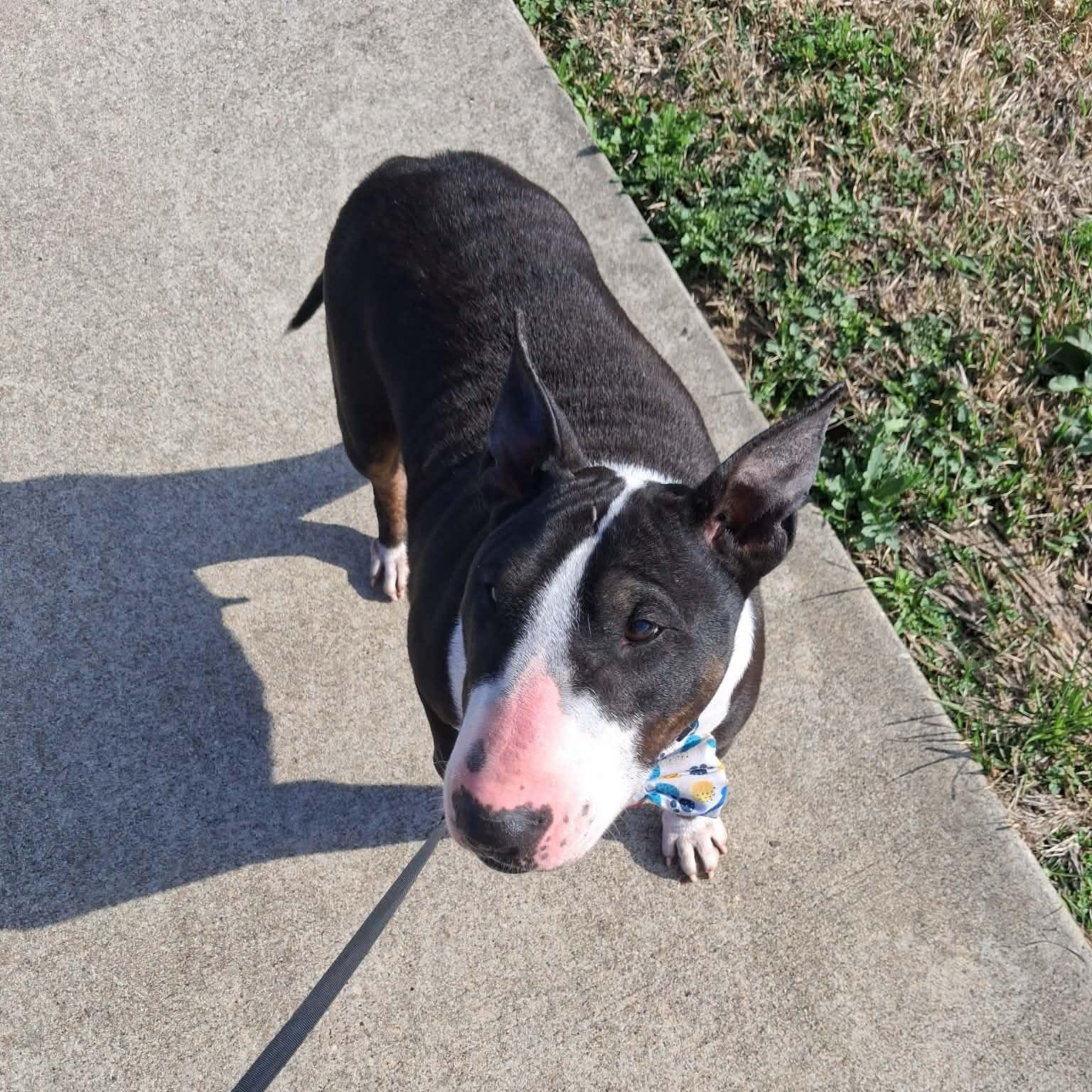 Enlarge Nova, a ADOPTABLE Bull Terrier in Glenwood, AR image 4/5