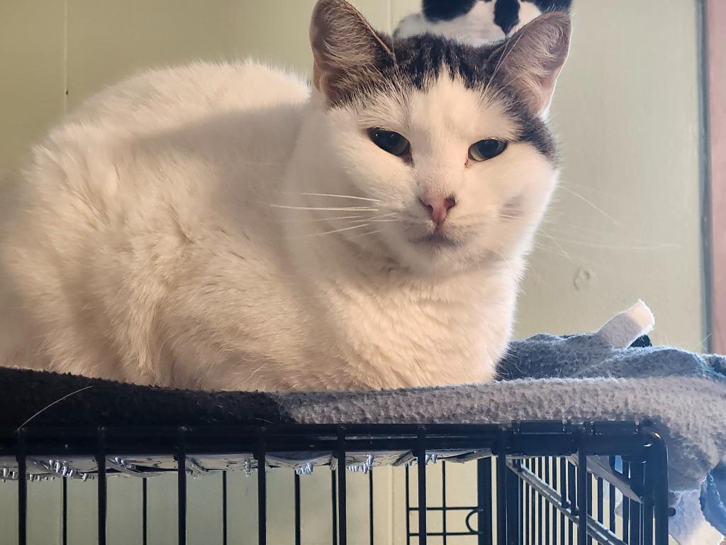 Peony, Adoptable, Adult Female Domestic Short Hair.