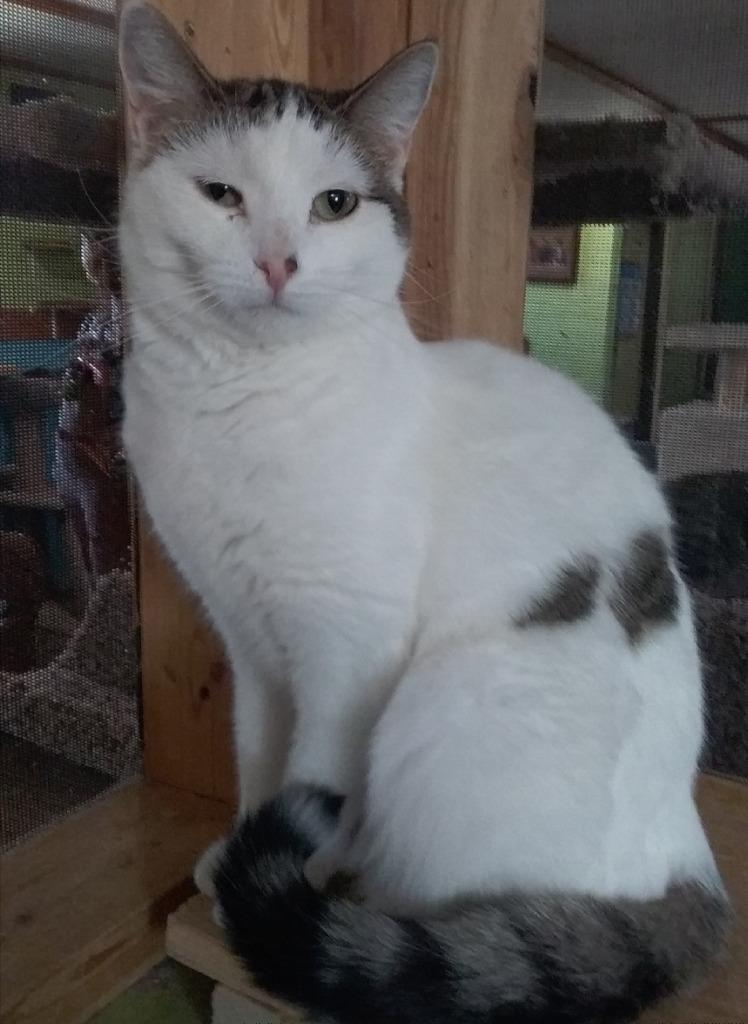 Peony, a Adoptable mixed breed in Rice Lake, WI image 2/2