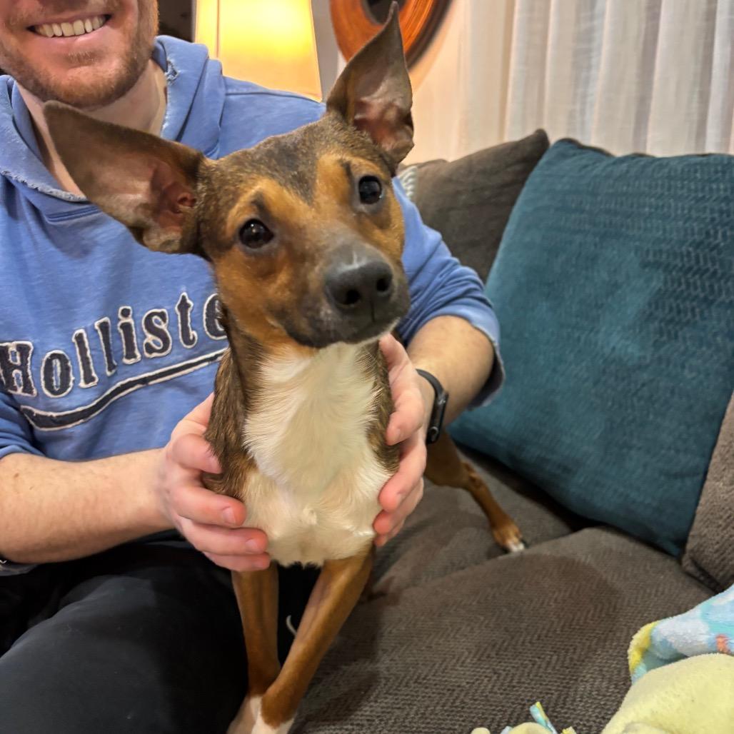 Enlarge Jasper, a ADOPTABLE mixed breed in Kansas City, KS image 2/3