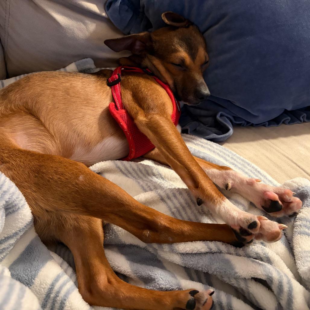 Enlarge Jasper, a ADOPTABLE mixed breed in Kansas City, KS image 3/3