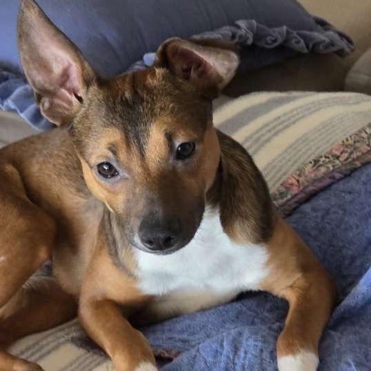 Enlarge Jasper, a ADOPTABLE mixed breed in Kansas City, KS image 1/3