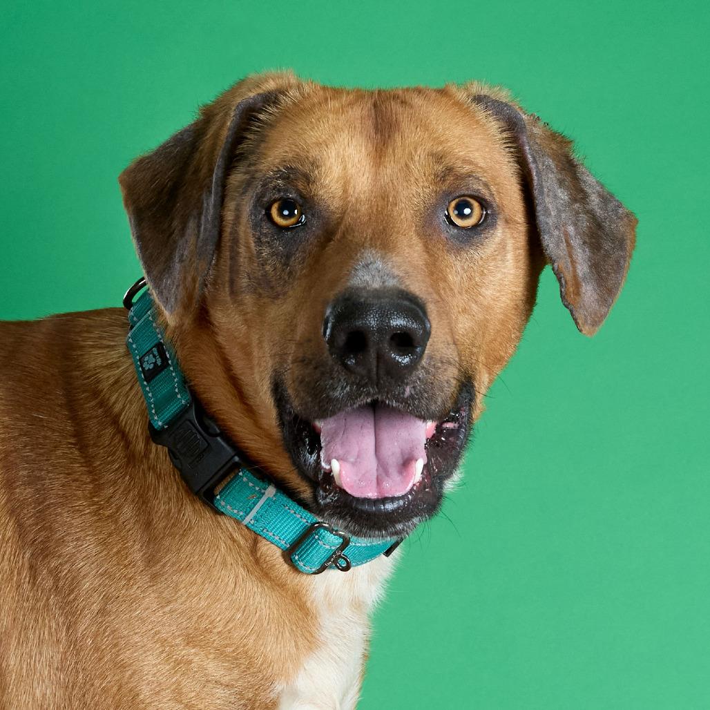 Enlarge Copper, a Adoptable mixed breed in Collinsville , OK image 1/4