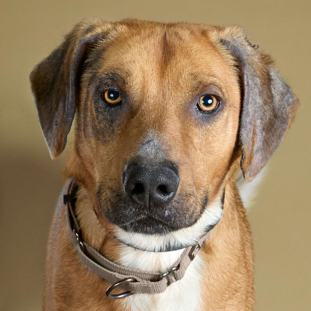 Enlarge Copper, a Adoptable mixed breed in Collinsville , OK image 2/4