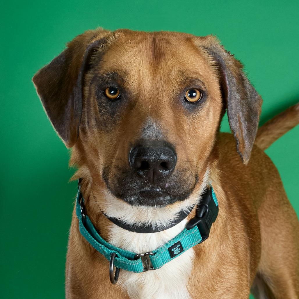 Enlarge Copper, a Adoptable mixed breed in Collinsville , OK image 3/4