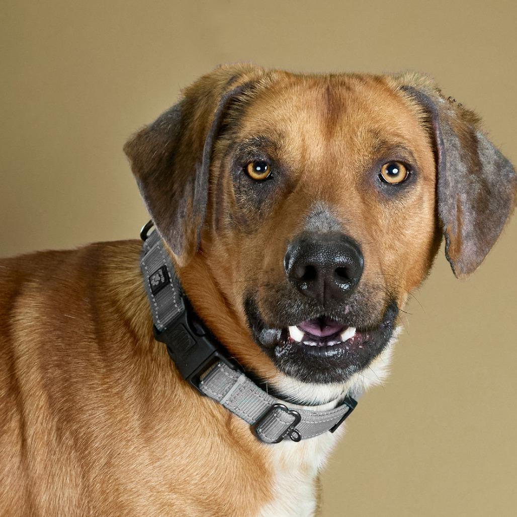 Enlarge Copper, a Adoptable mixed breed in Collinsville , OK image 4/4