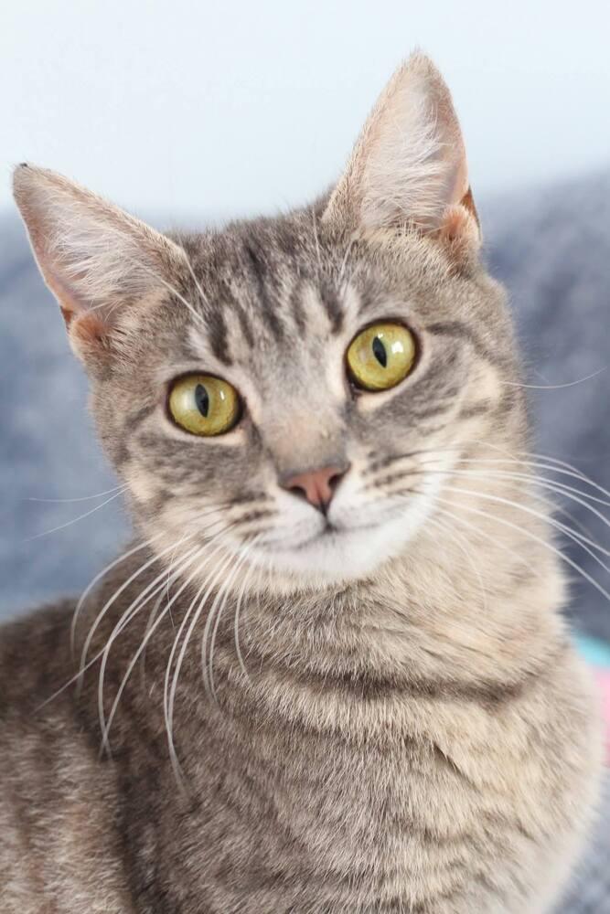Tulla, Adoptable, Young Female Domestic Short Hair.