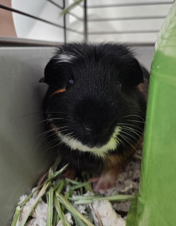 Juice, Adoptable, Young Male Guinea Pig.