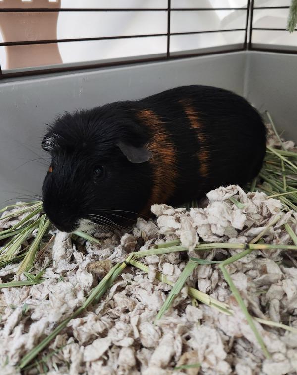 Enlarge Juice, a Adoptable mixed breed in Healdsburg, CA image 2/3