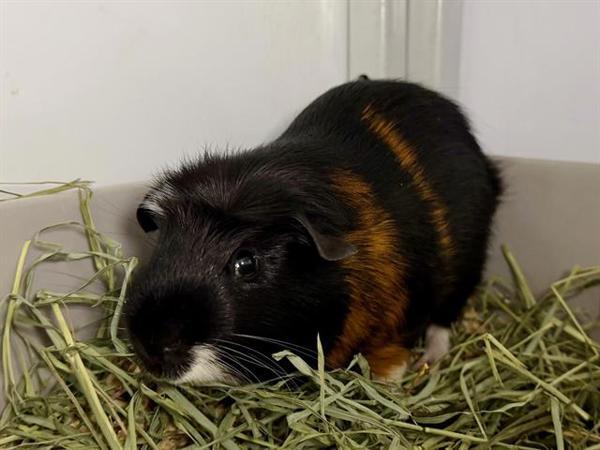 Enlarge Juice, a Adoptable mixed breed in Healdsburg, CA image 3/3