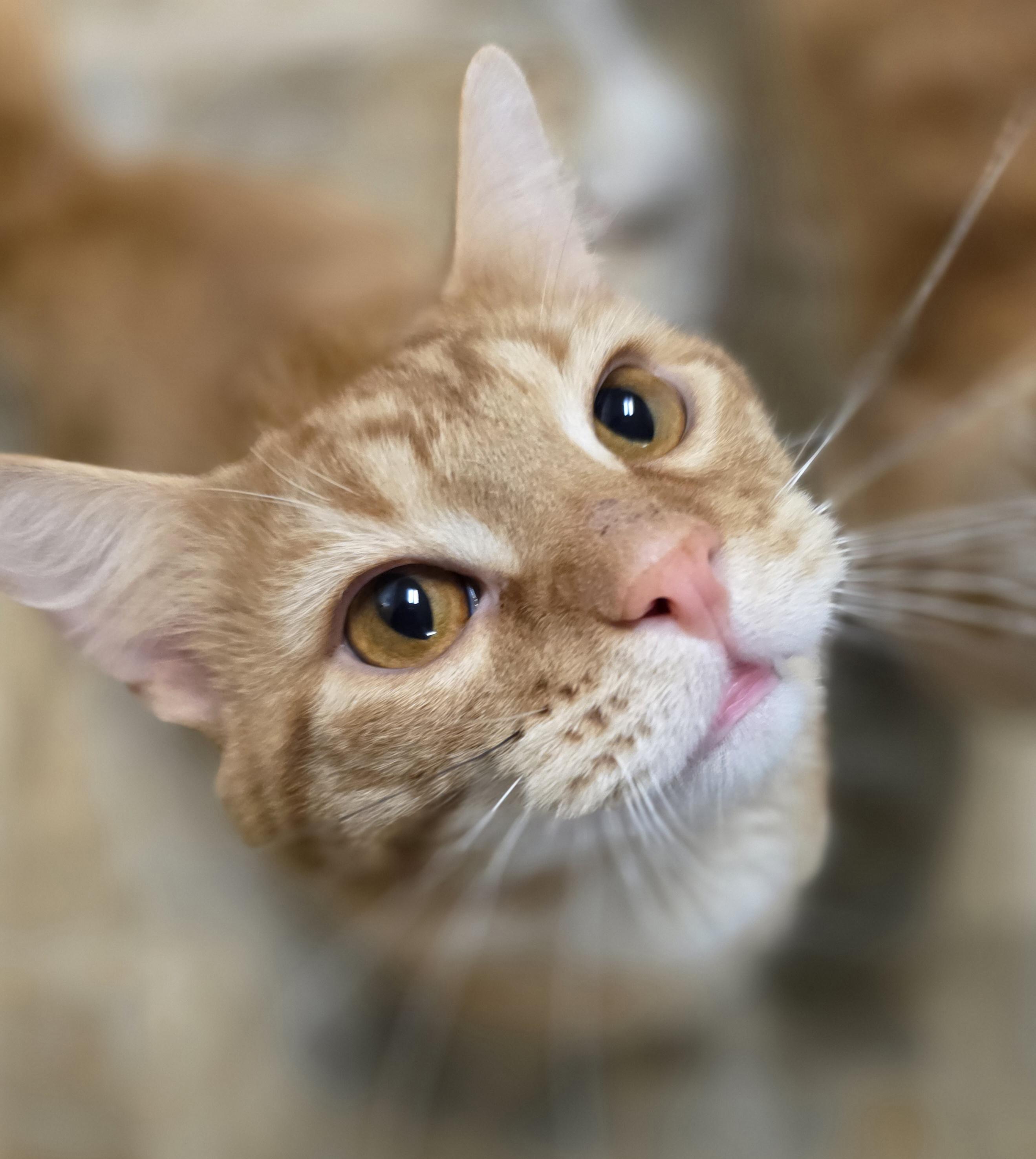 Maui, ADOPTABLE, Adult Male Domestic Short Hair.