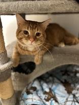 Enlarge Maui, a ADOPTABLE Domestic Short Hair in Dodgeville, WI image 2/3